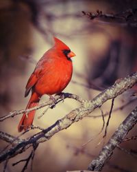 Cardinal perching on branch