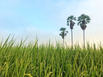 Crops growing on field against sky