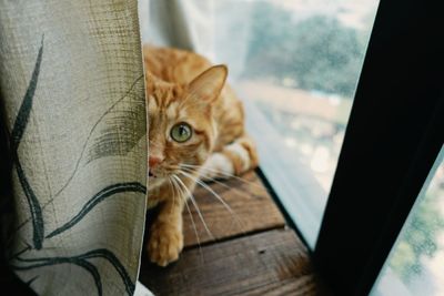 Close-up of cat on table