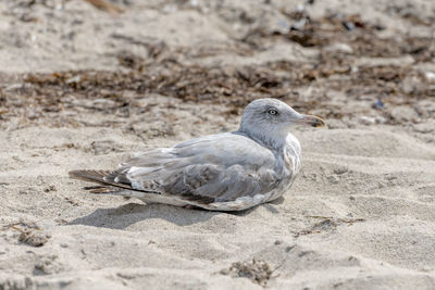 Young seagull is sitting in the sand on a dune with blurred background