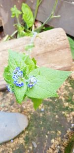 High angle view of purple flowering plant
