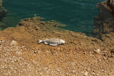 High angle view of crab on beach