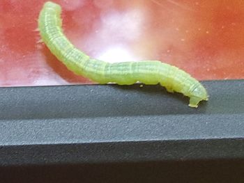 caterpillar