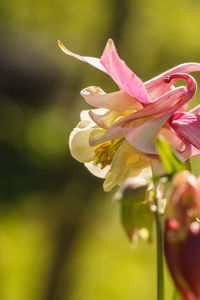 Close-up of pink flowering plant