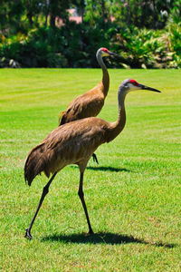 Side view of a bird on field