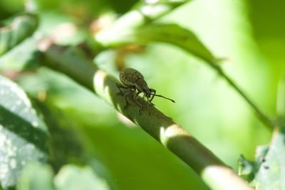 Close-up of insect on plant