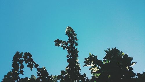 Low angle view of trees against clear blue sky