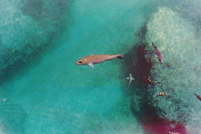 Ducks swimming in water