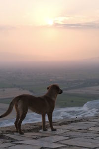 View of dog standing on land against sky during sunset