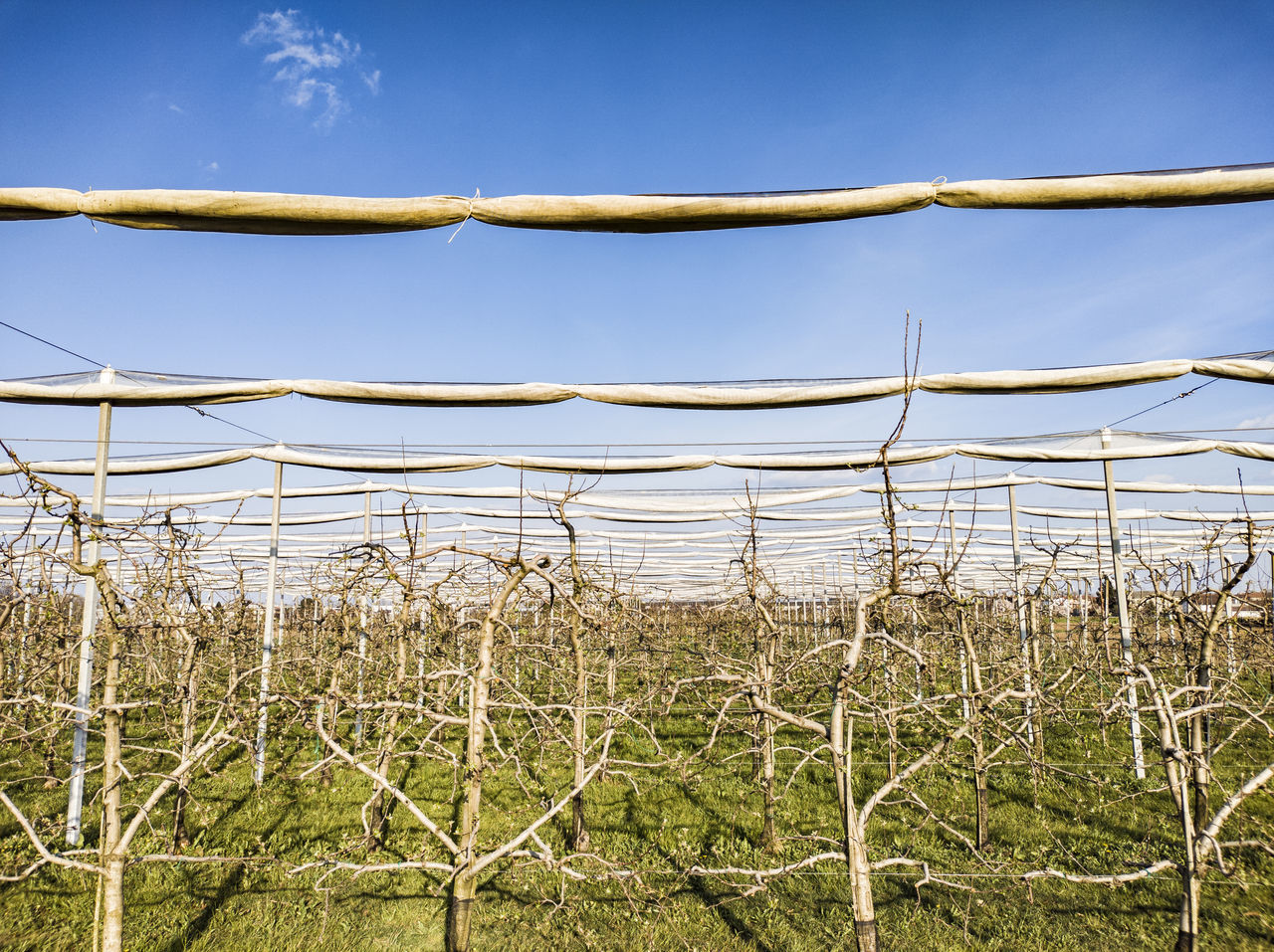 PLANTS GROWING ON FIELD AGAINST SKY