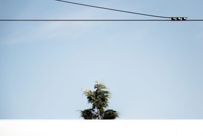 Tree against clear sky