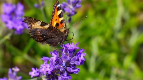 Close-up of butterfly pollinating on purple flower