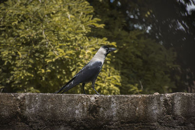 Crow standing on wall