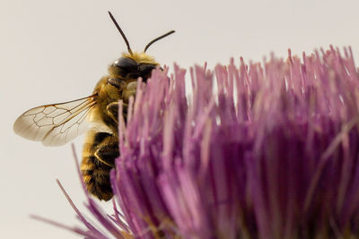 Close-up of butterfly pollinating on flower