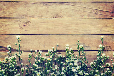 Close-up of plants on wooden fence against wall