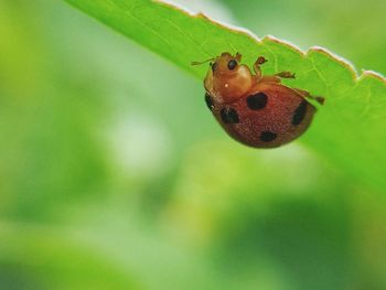 Close-up of ladybug on leaf