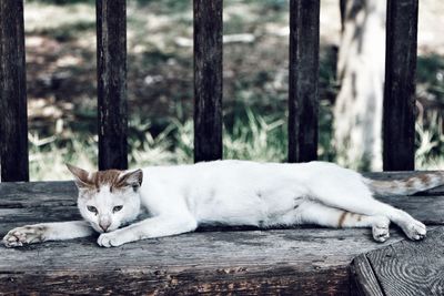 Portrait of cat lying down on wood