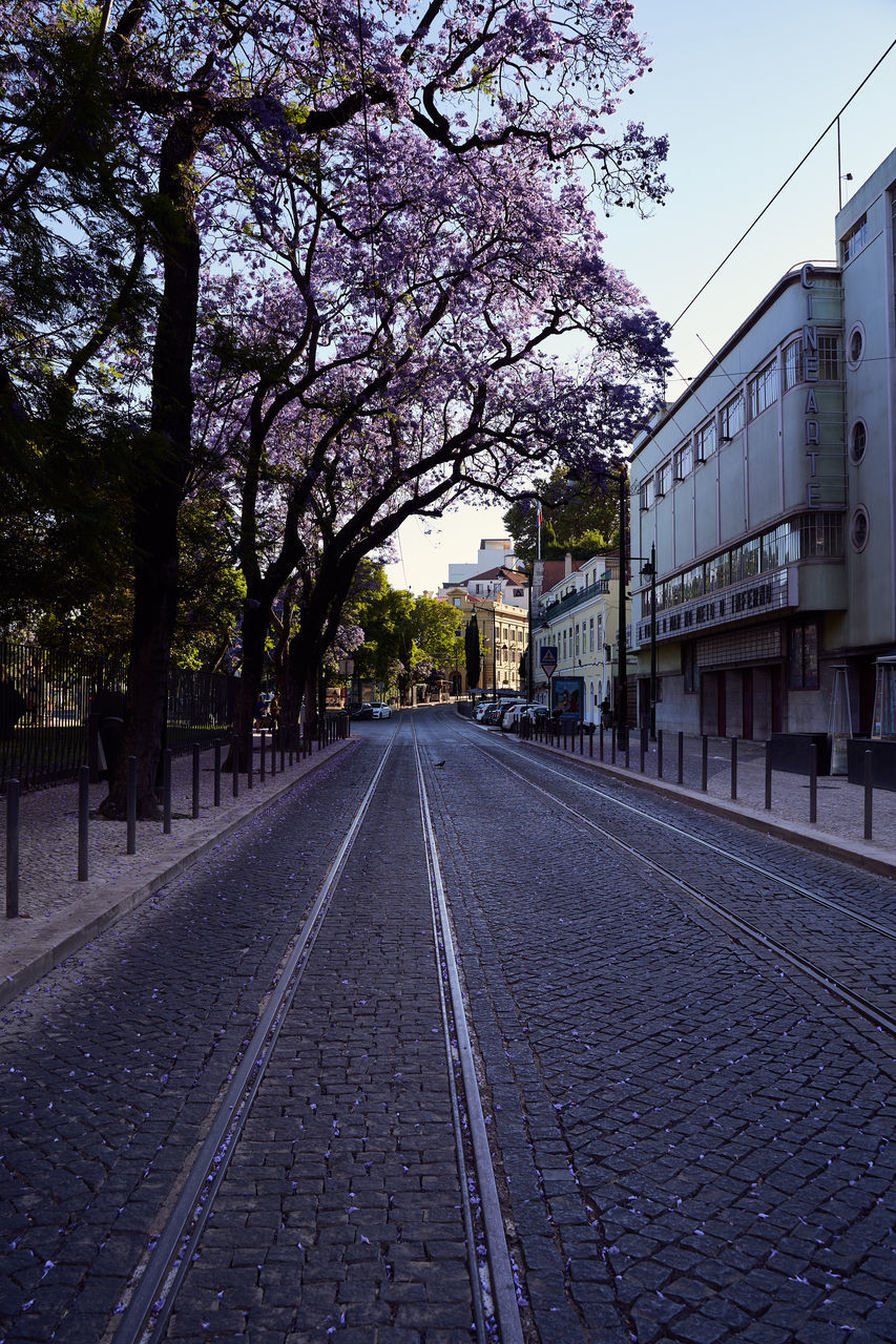 tree, plant, architecture, nature, sky, transportation, city, building exterior, the way forward, direction, built structure, no people, street, rail transportation, road, outdoors, day, diminishing perspective, cobblestone, clear sky, track, cherry blossom, long