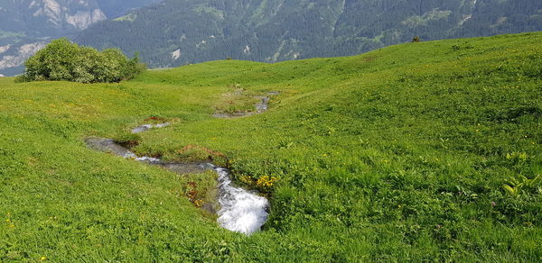 Scenic view of stream flowing through land