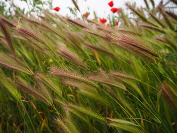 Close-up of wheat growing on field