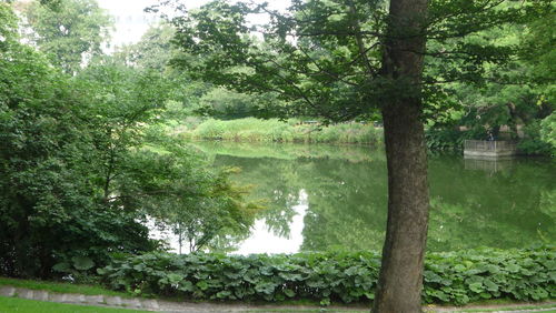 Scenic view of lake amidst trees in forest