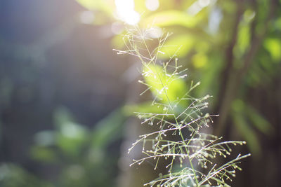 Close-up of spider web on plant