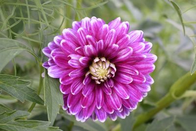 Close-up of purple flower