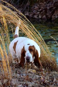 Portrait of dog on field