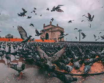 Low angle view of pigeons flying in building