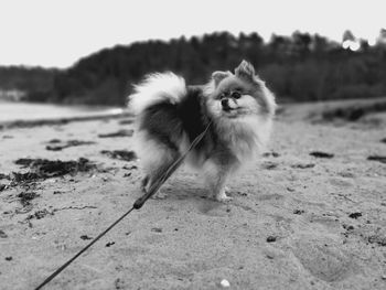 Portrait of dog on field