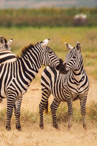 Zebra standing on field