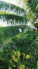 Close-up of coconut palm tree leaves in forest