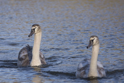 Swan swimming in lake