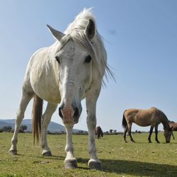 Horses grazing in a field