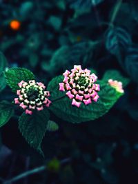Close-up of pink flowers growing on plant