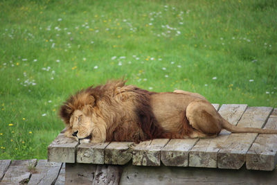 The king sleeping 