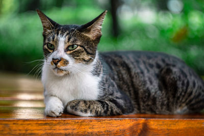 Close-up portrait of a cat