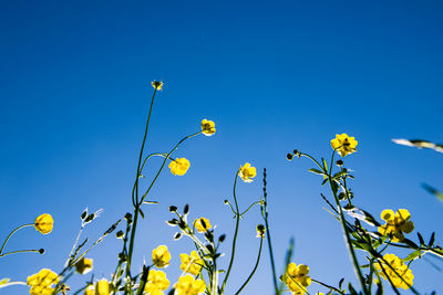 Low angle view of flowering plant against clear blue sky