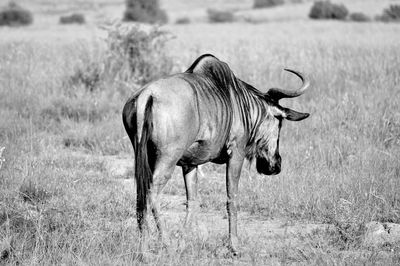 Horse standing in field