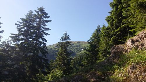 Plants growing in forest against clear sky