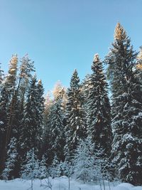 Snow covered pine trees against sky during winter