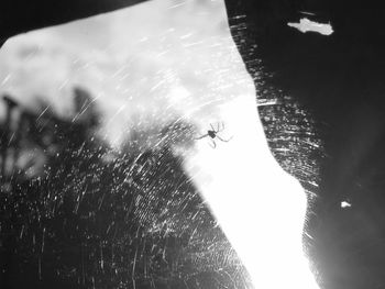 Close-up of spider flying over water