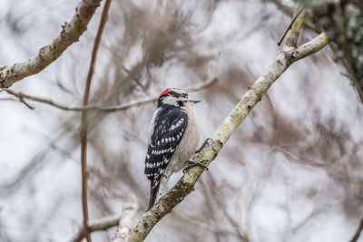 Low angle view of bird perching on tree