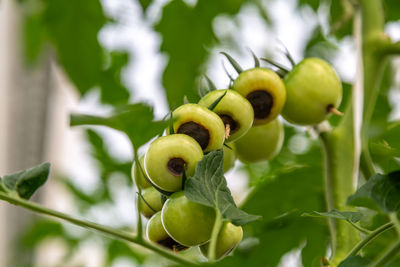 Still green, unripe, young tomato fruits affected by blossom end rot