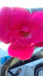 Close-up of pink flower