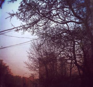 Bare trees against sky