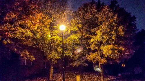 Autumn trees against sky at night