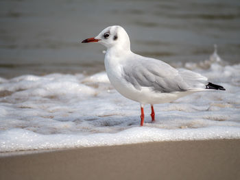 Close-up of seagull on beach