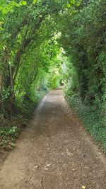 Road amidst trees in forest