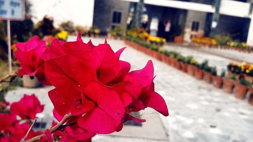 Close-up of pink flower blooming outdoors
